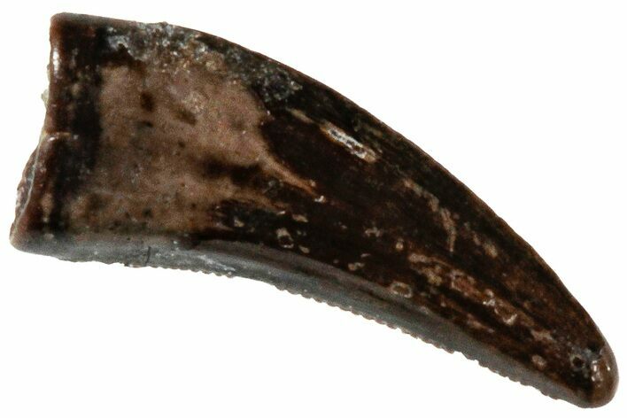 Serrated Dromaeosaurid Theropod (Acheroraptor) Tooth - Montana #306579